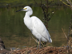 Egretta thula