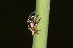 Euryattus wallacei