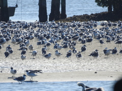 Leucophaeus atricilla