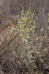 Atriplex cana