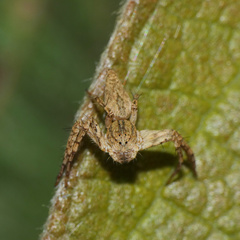 Oxyopes schenkeli