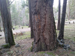 Chaenotheca phaeocephala