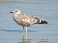 Larus argentatus smithsonianus