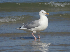 Larus argentatus smithsonianus