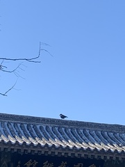 Corvus macrorhynchos