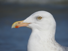 Larus argentatus smithsonianus