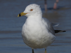 Larus delawarensis