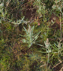 Gnaphalium polycaulon