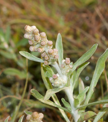 Gnaphalium polycaulon