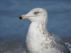 Larus delawarensis
