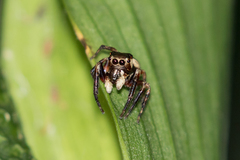 Euryattus wallacei