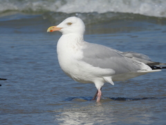 Larus argentatus smithsonianus