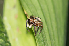 Euryattus wallacei