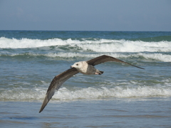 Larus argentatus smithsonianus