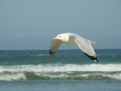 Larus argentatus smithsonianus