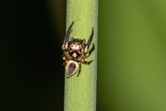 Euryattus wallacei
