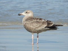 Larus argentatus smithsonianus