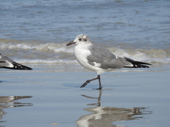 Leucophaeus atricilla