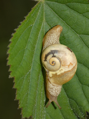 Sheldonia