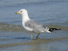 Larus delawarensis