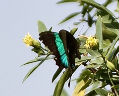 Papilio buddha