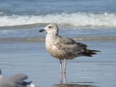 Larus argentatus smithsonianus