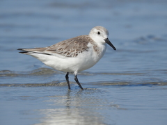 Calidris alba