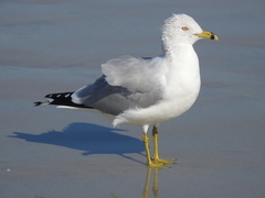 Larus delawarensis