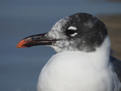 Leucophaeus atricilla