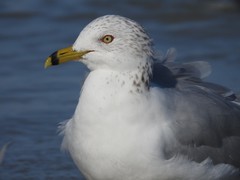 Larus delawarensis