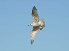 Larus argentatus smithsonianus