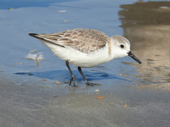 Calidris alba