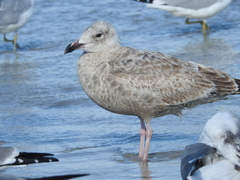 Larus argentatus smithsonianus