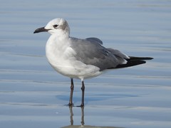 Leucophaeus atricilla