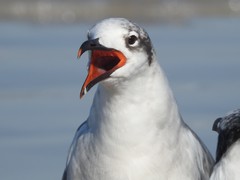 Leucophaeus atricilla