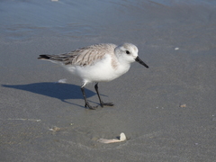 Calidris alba