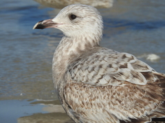 Larus argentatus smithsonianus