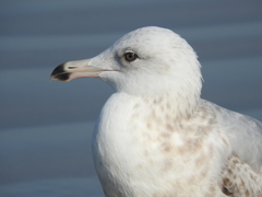 Larus argentatus smithsonianus