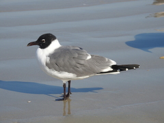 Leucophaeus atricilla