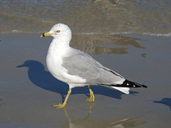 Larus delawarensis