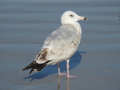 Larus argentatus smithsonianus