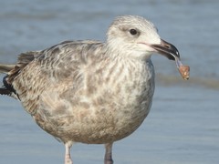 Larus argentatus smithsonianus
