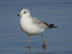 Larus delawarensis