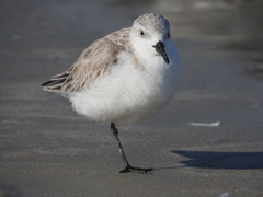 Calidris alba