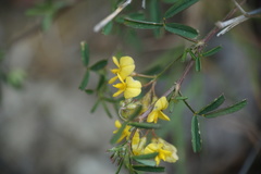 Medicago prostrata