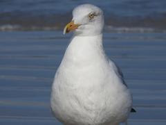 Larus argentatus smithsonianus