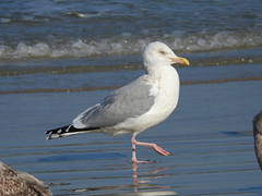 Larus argentatus smithsonianus