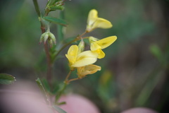 Medicago prostrata