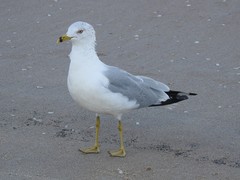 Larus delawarensis