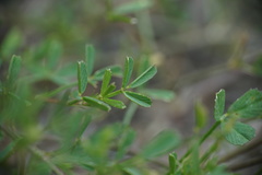 Medicago prostrata